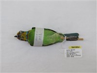 藏品(五色鳥)的圖片
